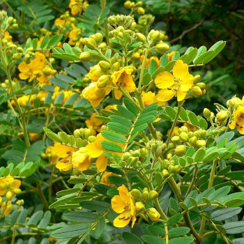 Cassia siamea (Кассия)