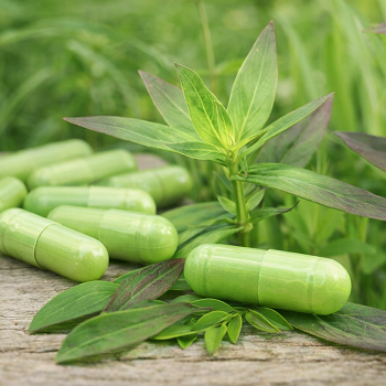 Растение Andrographis paniculata — Фа Талай Джон